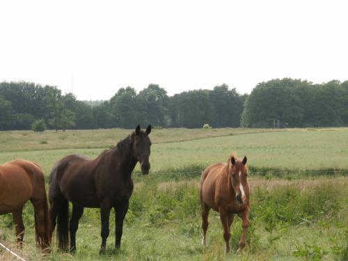 Ja, Holvede ist wirklich ländlich, aber mit HighSpeed Internet.